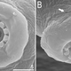 My, what strange teeth you have. The oral cavity of the new tardigrade.